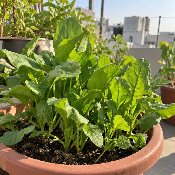 Palak