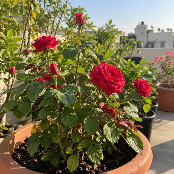 Gulab (rose)